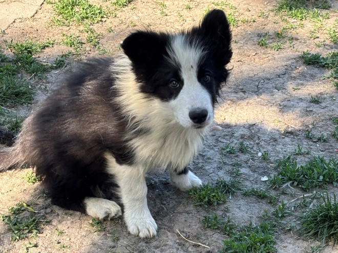 Border Collie puppy for sale
