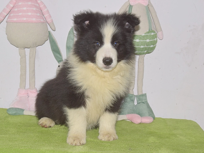 Border Collie puppy for sale