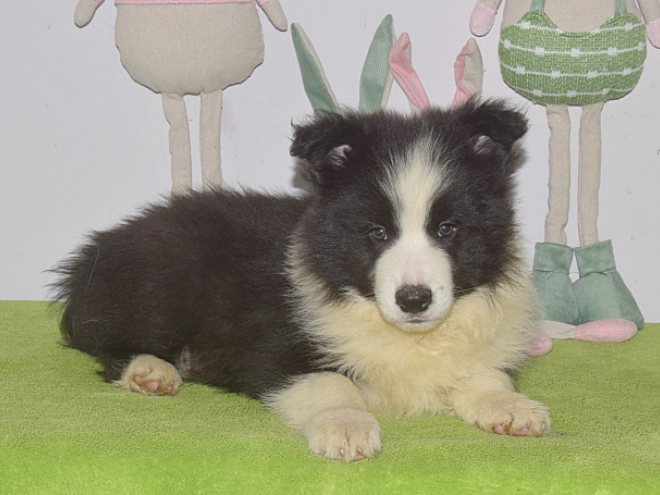 Border Collie puppy for sale