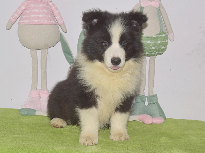 Border Collie puppy for sale