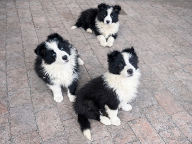 Border Collie puppy for sale