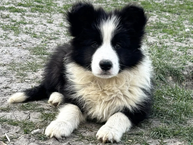 Border Collie puppy for sale