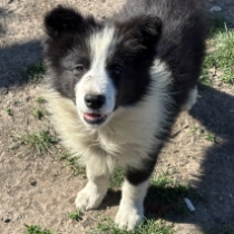 Quickie, black and white Border Collie Welpen kaufen