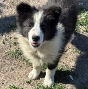 Border Collie Welpe kaufen