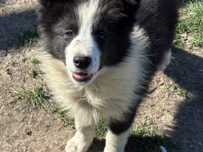 Border Collie puppy for sale