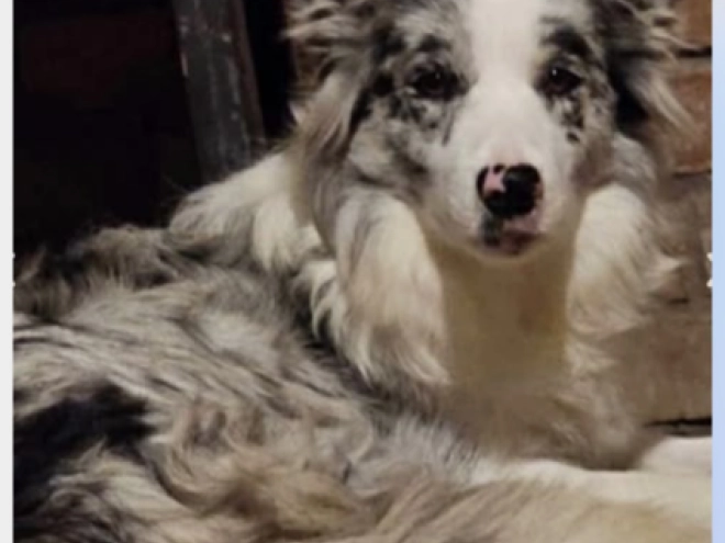 Border Collie puppy for sale