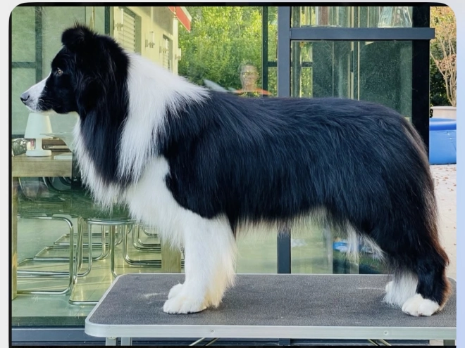 Border Collie puppy for sale
