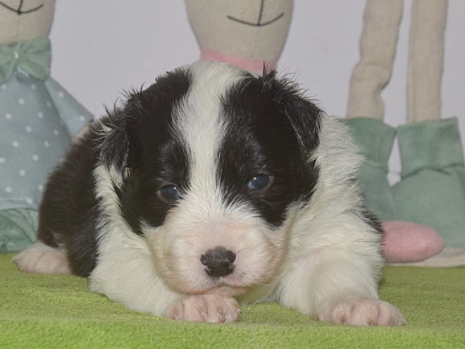 Perros Border Collie en venta