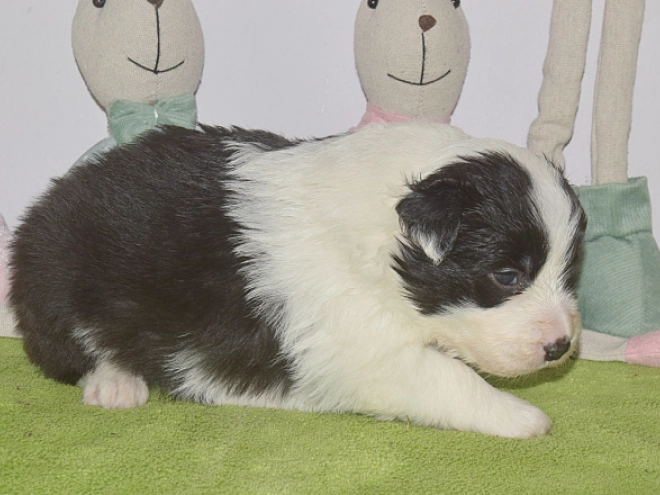 Perros Border Collie en venta