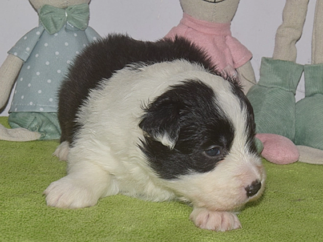 Perros Border Collie en venta