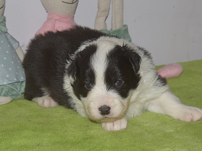 Perros Border Collie en venta