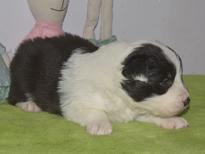 Perros Border Collie en venta