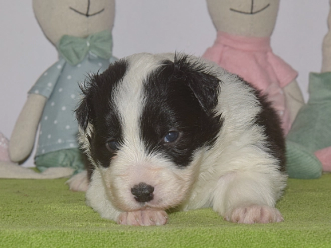 Perros Border Collie en venta