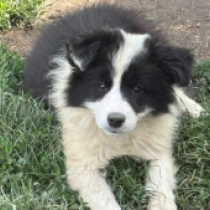 Perla, black and white Border Collie Welpen kaufen