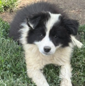 Border Collie Welpe kaufen
