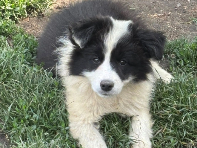 Perros Border Collie en venta