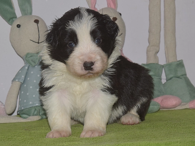 Border Collie puppy for sale