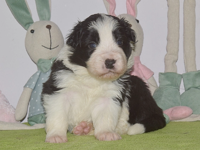 Border Collie puppy for sale