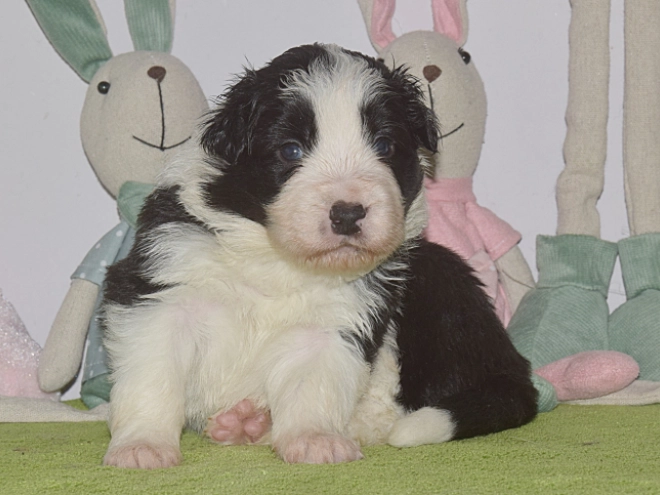 Border Collie puppy for sale