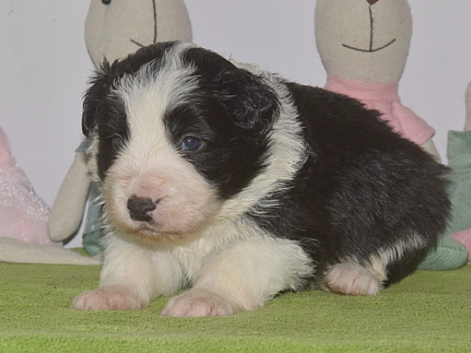Border Collie puppy for sale