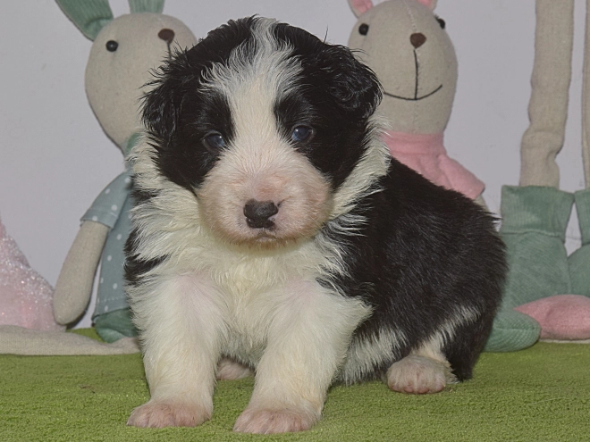 Border Collie puppy for sale