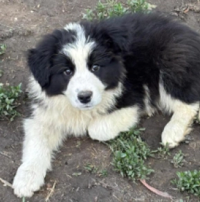 Border Collie Welpe kaufen
