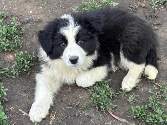 Border Collie puppy for sale