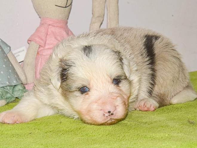 Perros Border Collie en venta