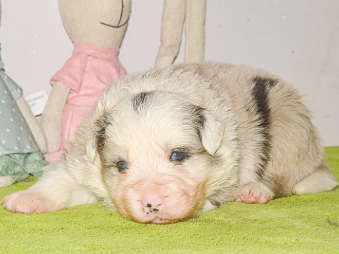 Perros Border Collie en venta