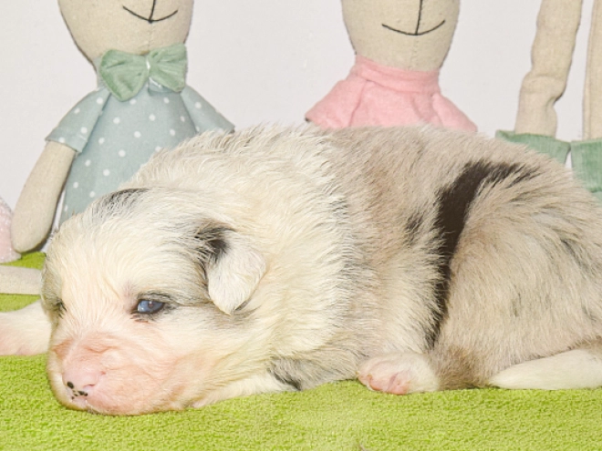 Perros Border Collie en venta