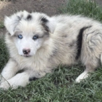 Raffles, blue merle Border Collie Welpen kaufen