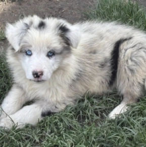 Border Collie Welpe kaufen