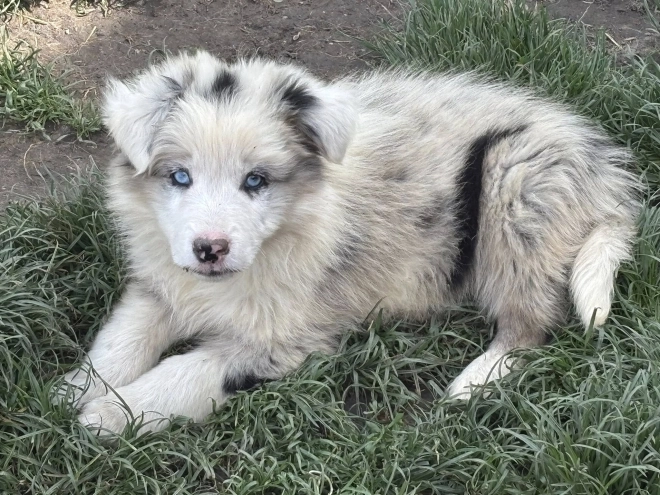 Perros Border Collie en venta