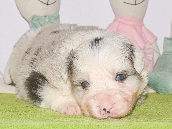 Perros Border Collie en venta