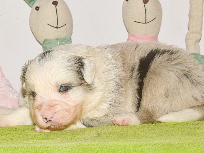 Perros Border Collie en venta
