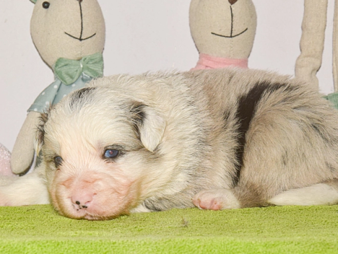Perros Border Collie en venta