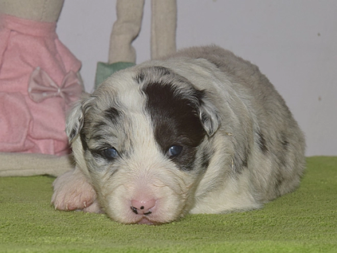 Border Collie puppy for sale