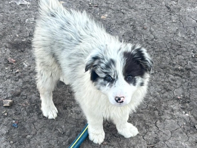 Border Collie puppy for sale