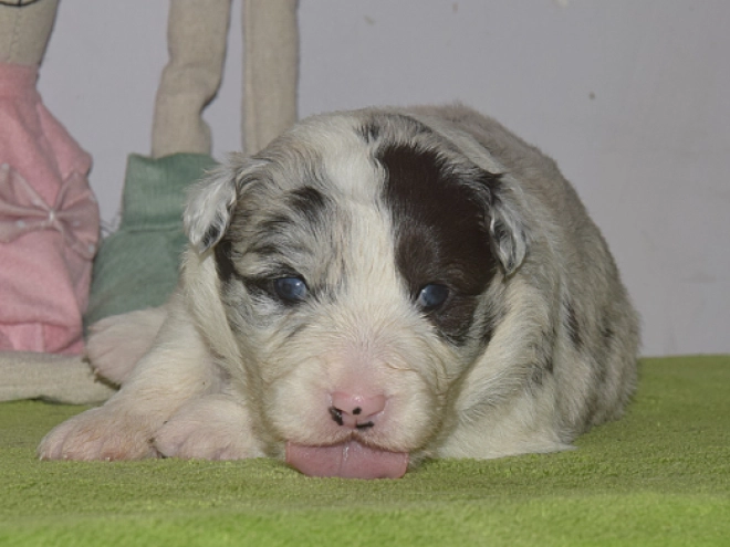 Border Collie puppy for sale