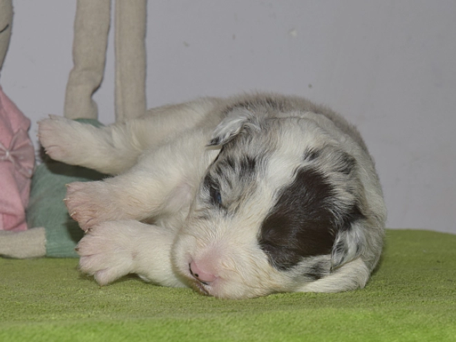 Border Collie puppy for sale