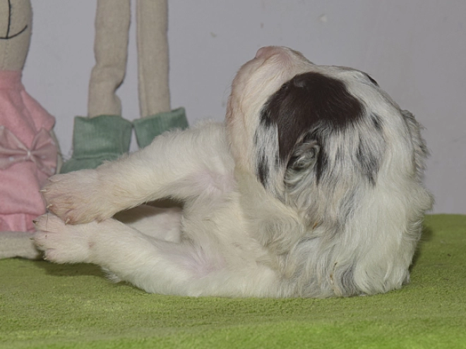Border Collie puppy for sale