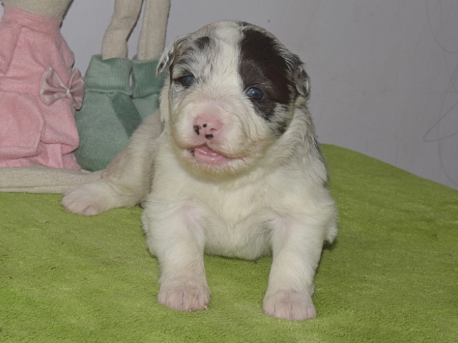 Border Collie puppy for sale