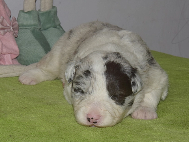 Border Collie puppy for sale