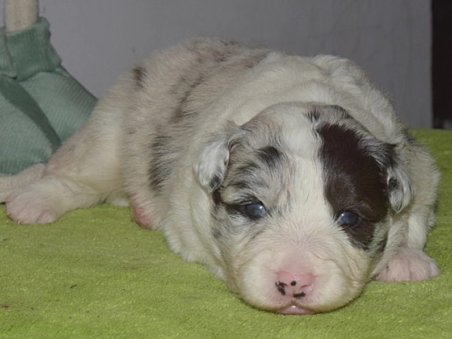 Border Collie puppy for sale