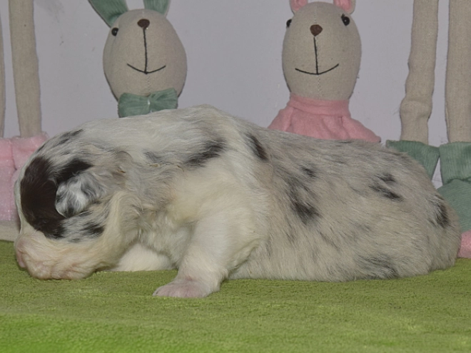 Border Collie puppy for sale