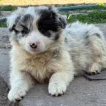 Booly, blue merle Border Collie for sale