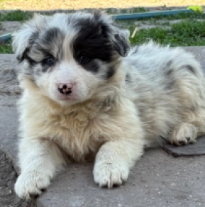Border Collie Welpe kaufen