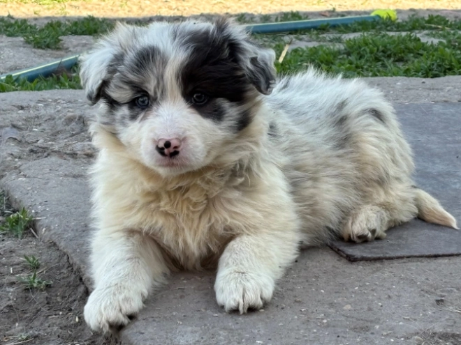 Border Collie puppy for sale