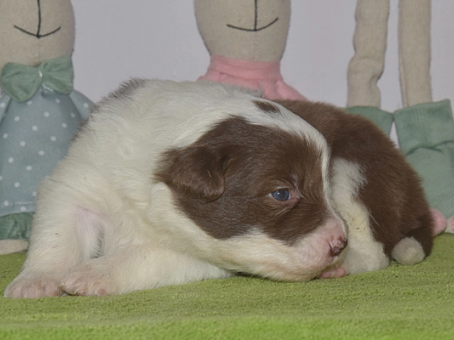 Border Collie puppy for sale