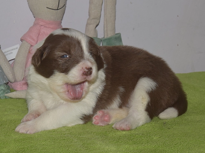 Border Collie puppy for sale
